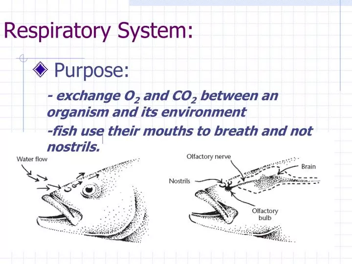 respiratory system