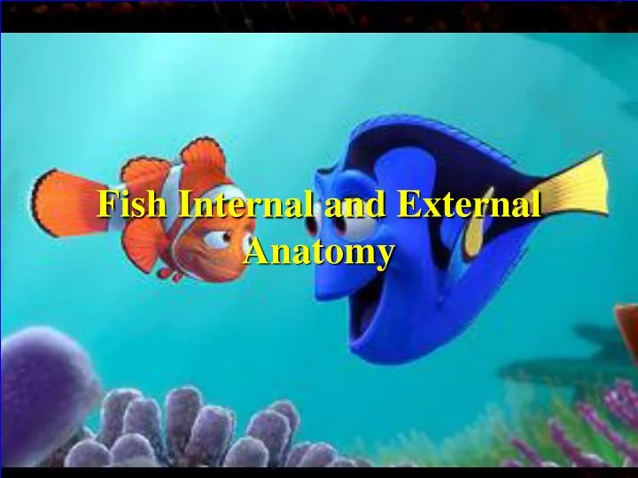 fish internal and external anatomy