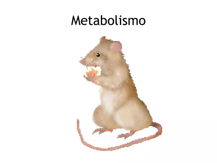metabolismo