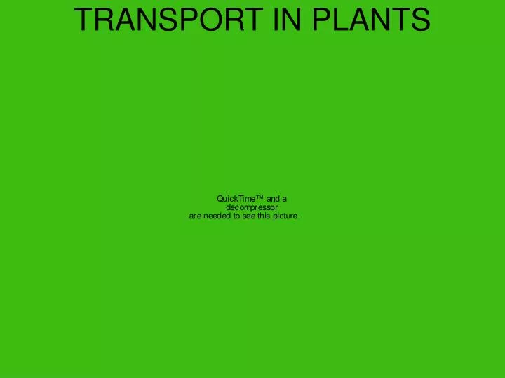 transport in plants