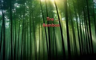 Tre … Bamboo