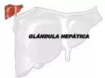 GLÁNDULA HEPÁTICA