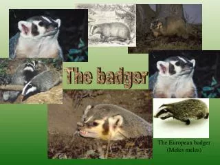 The badger