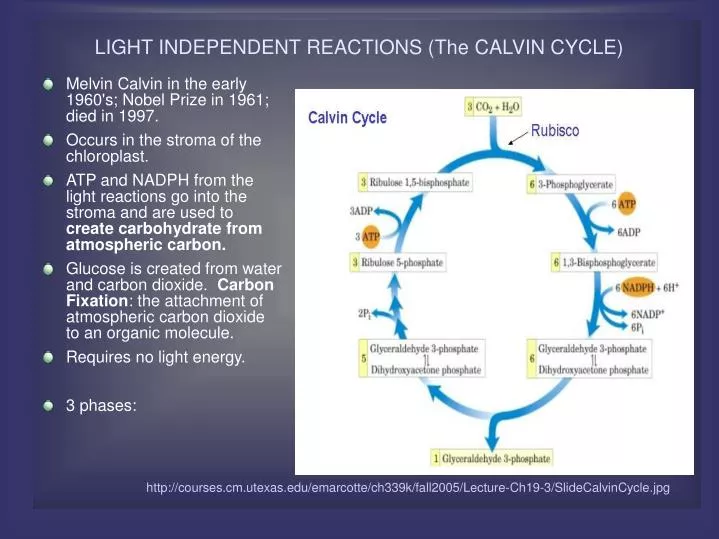 light independent reactions the calvin cycle