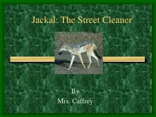 Jackal: The Street Cleaner