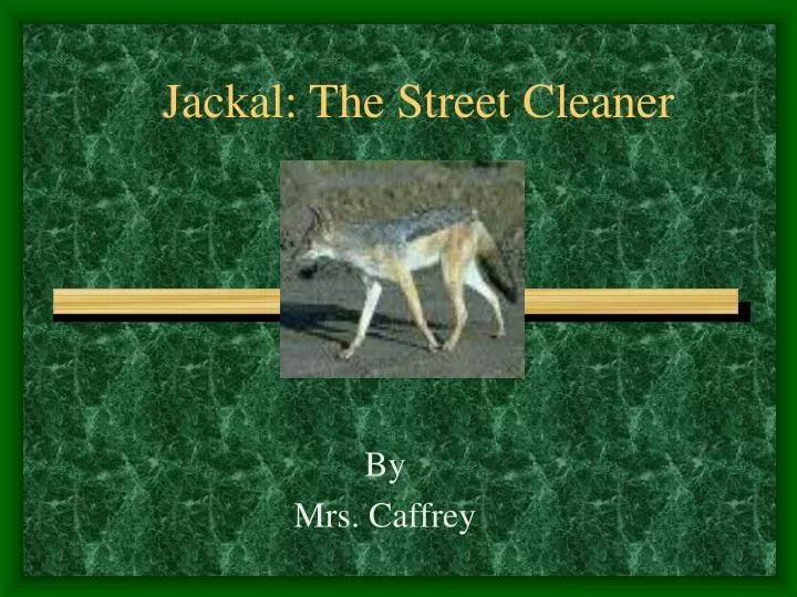 jackal the street cleaner
