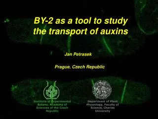 BY-2 as a tool to study the transport of auxins