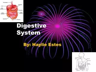 Digestive System