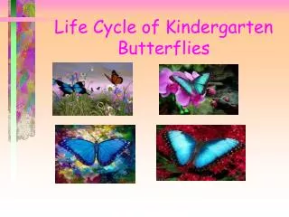Life Cycle of Kindergarten Butterflies