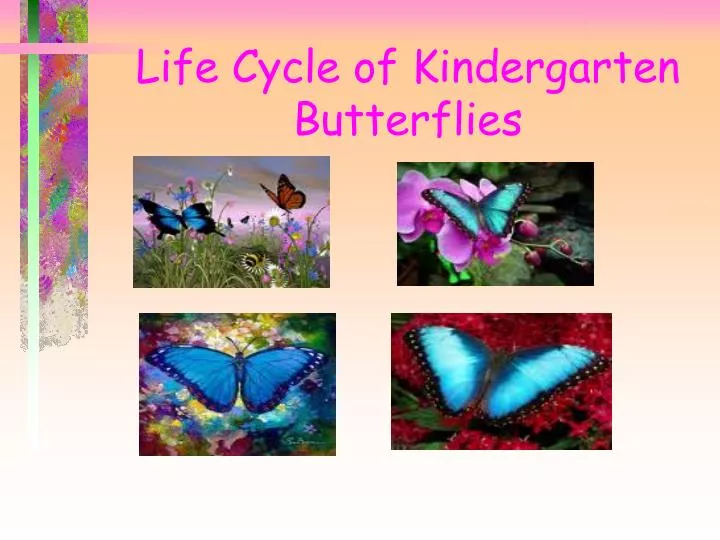 life cycle of kindergarten butterflies
