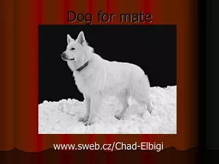 Dog for mate