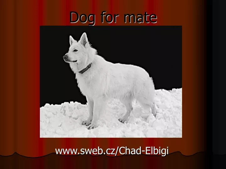 dog for mate
