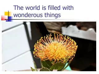 The world is filled with wonderous things
