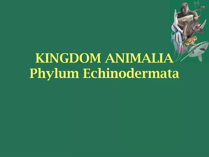 kingdom animalia phylum echinodermata