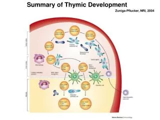 Summary of Thymic Development