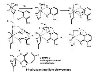 2-amino-3-carboxymuconate-6-semialdehyde