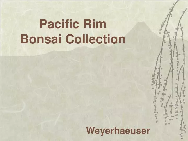 pacific rim bonsai collection