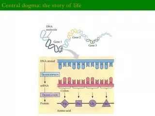 Central dogma: the story of life