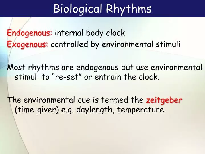 biological rhythms