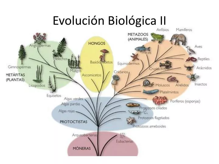 PPT - Evolución Biológica II PowerPoint Presentation, Free Download ...