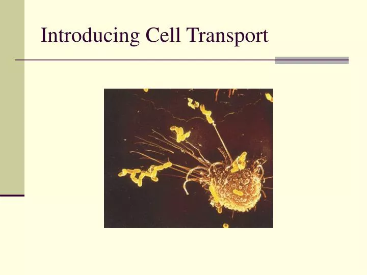 introducing cell transport