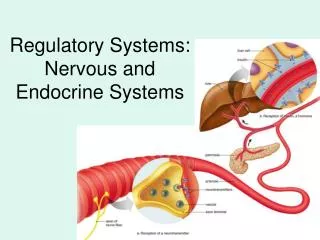 Regulatory Systems: Nervous and Endocrine Systems