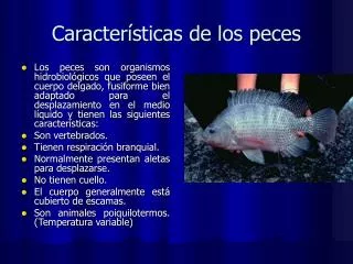 Características de los peces