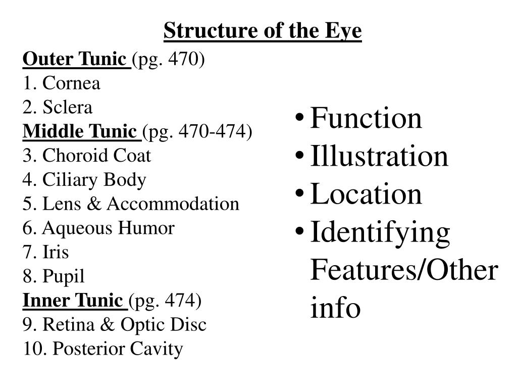 PPT - Structure of the Eye PowerPoint Presentation, free download - ID ...