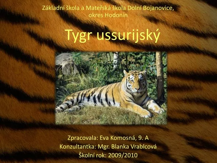 tygr ussurijsk
