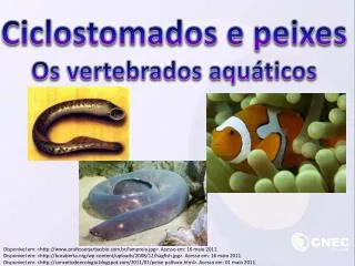 Ciclostomados e peixes Os vertebrados aquáticos