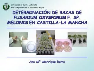 DETERMINACIÓN DE RAZAS DE FUSARIUM OXYSPORUM F. SP. MELONIS EN CASTILLA-LA MANCHA