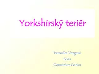 Yorkshirský teriér