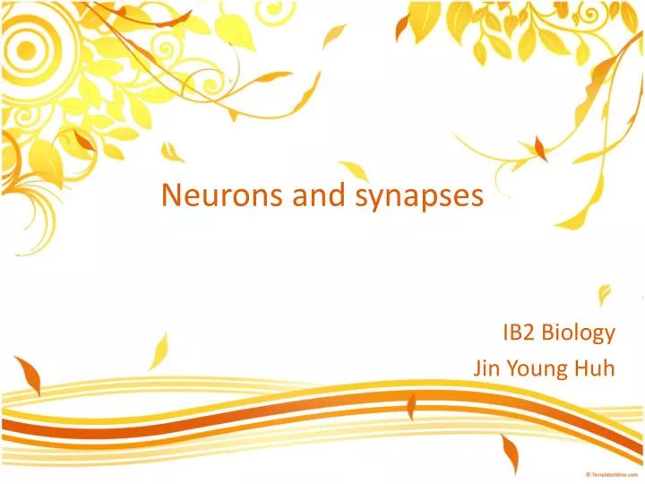 neurons and synapses