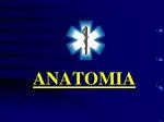 ANATOMIA - slide 1