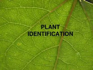PLANT IDENTIFICATION