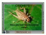 CRICKETS - slide 1