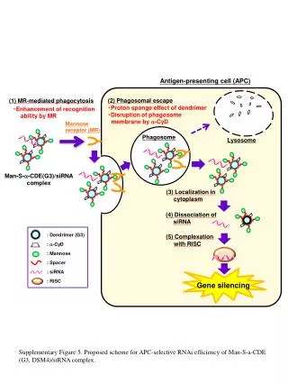 Antigen-presenting cell (APC)