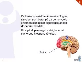 Striatum