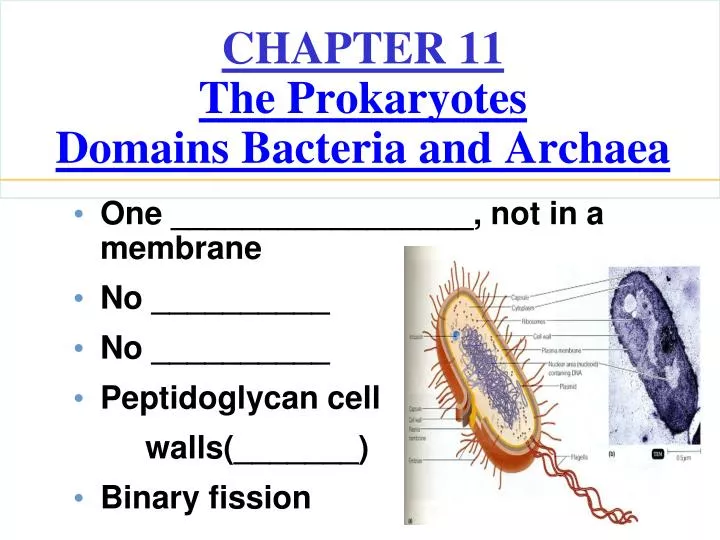 chapter 11 the prokaryotes domains bacteria and archaea