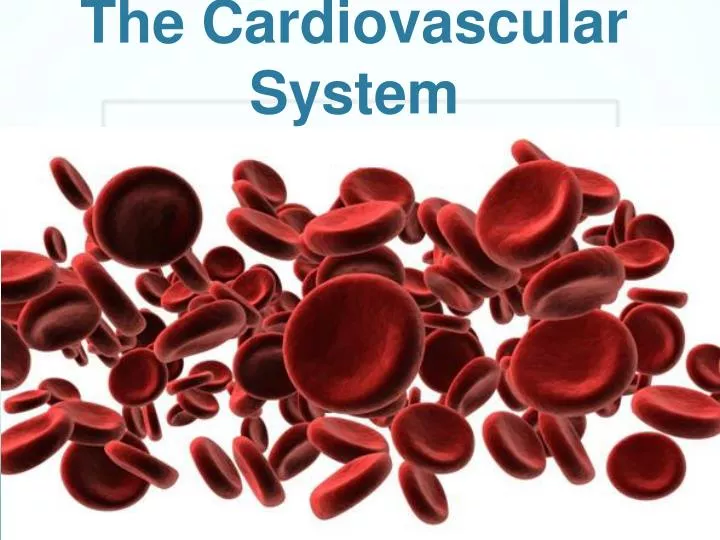 the cardiovascular system