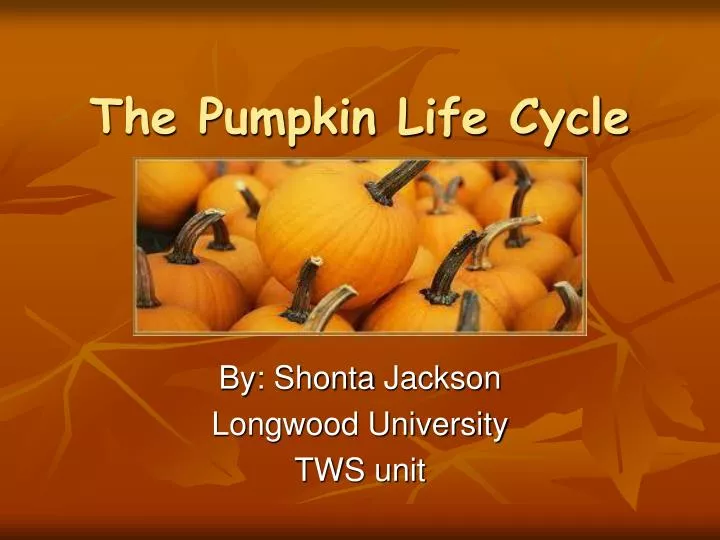 the pumpkin life cycle
