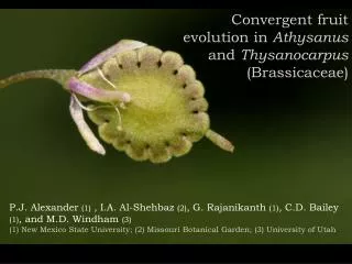 Convergent fruit evolution in Athysanus and Thysanocarpus (Brassicaceae)
