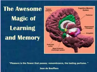 The Awesome Magic of Learning and Memory