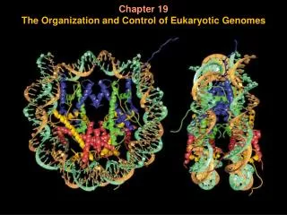 Chapter 19 The Organization and Control of Eukaryotic Genomes