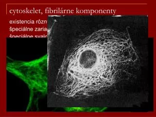 cytoskelet, fibrilárne komponenty