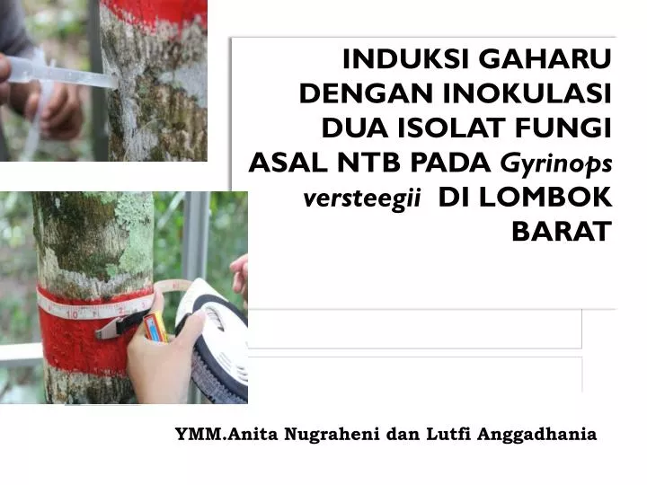 induksi gaharu dengan inokulasi dua isolat fungi asal ntb pada gyrinops versteegii di lombok barat