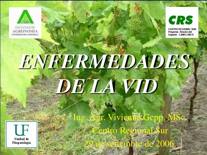 enfermedades de la vid