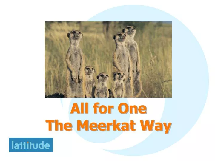 all for one the meerkat way