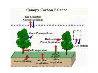 Plant Canopies and Carbon Dioxide Flux At night: 	- flux directed from canopy to the atmosphere