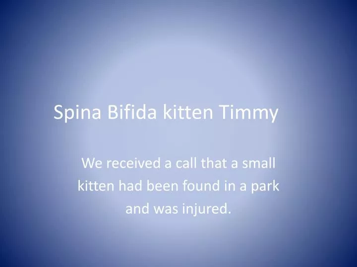 spina bifida kitten timmy